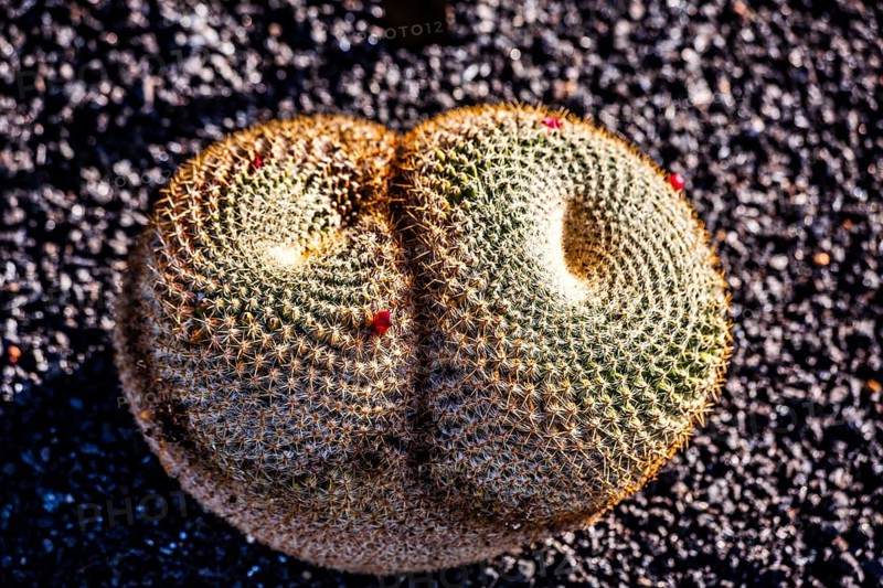 2016, Guatiza, Lanzarote, Jardin de Cactus by Cesar Manrique, ESP, Spain, Canary Islands, Canary Islands, Atlantic Ocean, Lanzarote, biosphere reserve, volcano, volcanism, volcanic island, island, recording date, Europe