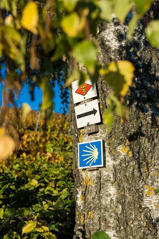 Hiking trail sign in the vineyards in autumn, Ebringen, near Freiburg im Breisgau, Markgräflerland, Black Forest, Baden-Württemberg, Germany, Europe