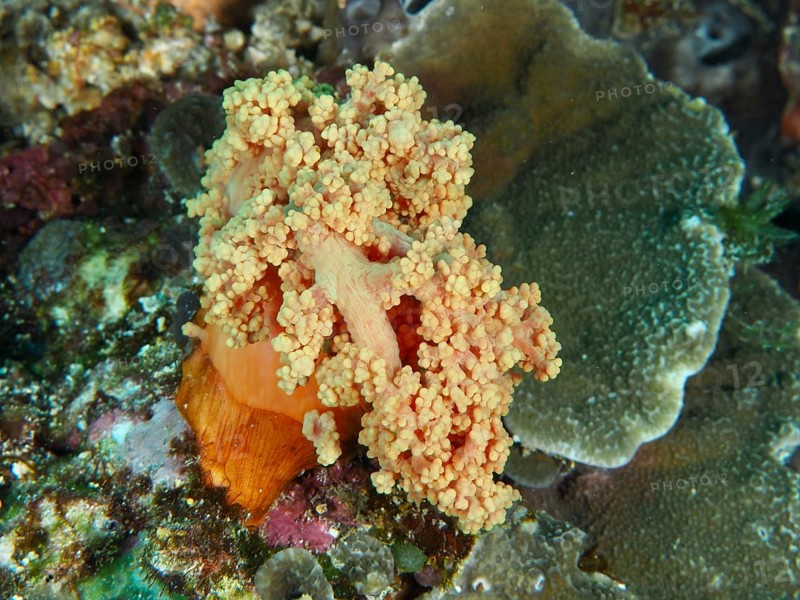 Yellow tree coral (Dendronephthya) in the middle of a lively reef, dive site SD, Nusa Ceningan, Nusa Penida, Bali, Indonesia, Asia