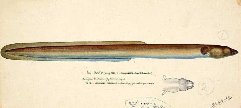 New Zealand longfin eel, Anguilla dieffenbachii, Anguilla aucklandi, New Zealand longfin eel, fish, reproduction of an original, by Frank Edward Clarke (b. 1849, d. 1899), ichthyologist and scientific draughtsman