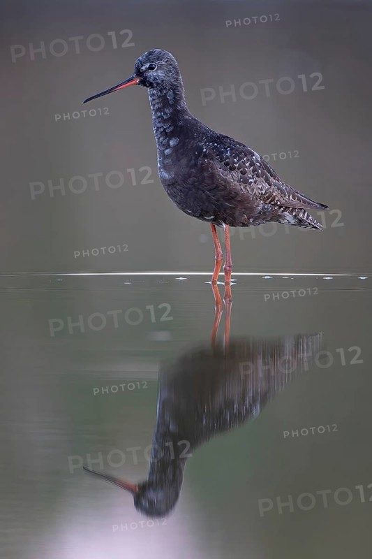 Dark sandpiper (Tringa erythropus) Shallow water zone, mud, breeding plumage, foraging, wader, wading, Lake Neusiedl, Austria, Europe