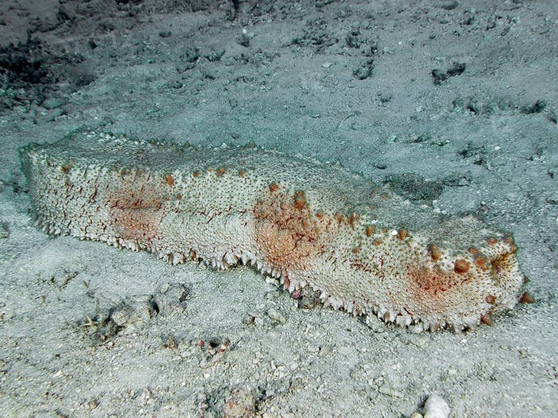 Brown box sea cucumber (Thelenota anax) resting on a sandy seabed, dive site Close Encounters, Permuteran, Bali, Indonesia, Asia