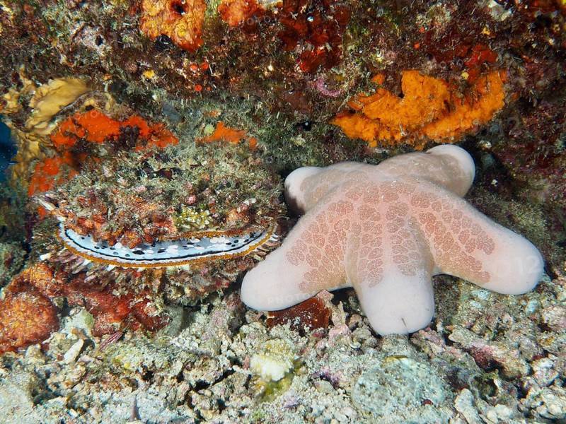 Granulated roller star (Choriaster granulatus) and large variable spiny oyster (Spondylus varius) on a lively seabed, dive site Prapat, Penyapangan, Bali, Indonesia, Asia