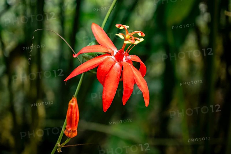 Flower of a red passion flower (Passiflora vitifolia) in the tropical rainforest, Corcovado National Park, Osa Peninsula, Puntarena Province, Costa Rica, Central America