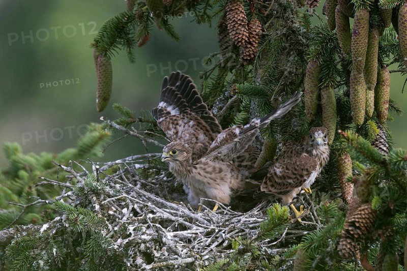 Common kestrel (Falco tinnunculus) at the nest with young birds, Daun, Eifel, Rhineland-Palatinate, Germany, Europe