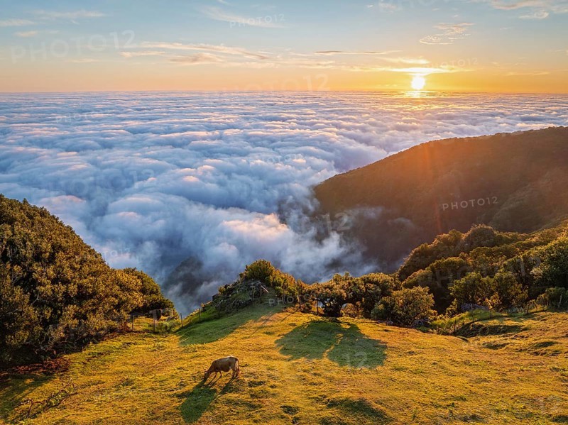 Aerial view of sunrise above clouds and green hills with cow grazing at Fanal mountain, Madeira island, Portugal, Europe