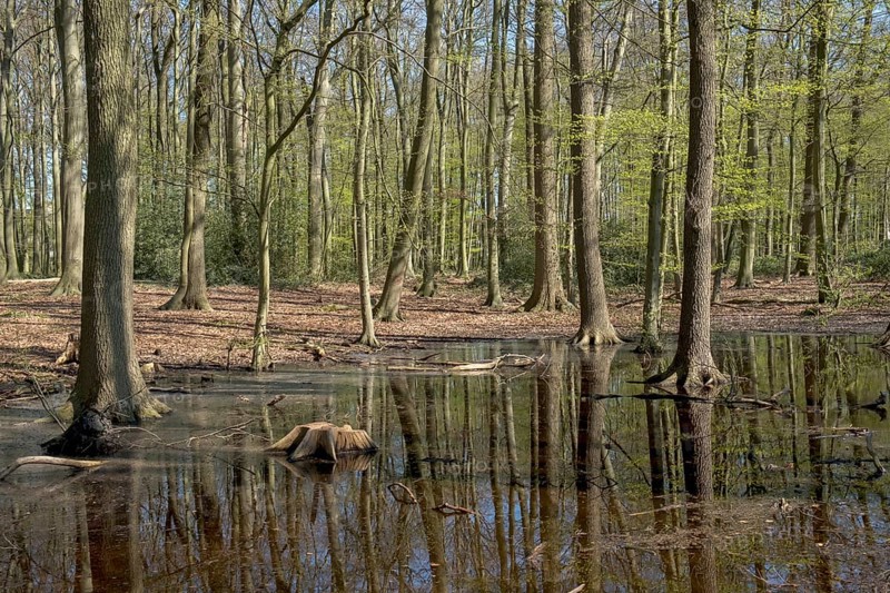 Spring forest with green foliage and a floodplain with tree stumps, Ahaus, Münsterland, North Rhine-Westphalia, Germany, Europe