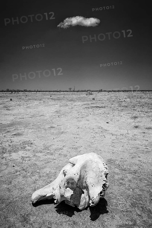 Elephant skull (Loxodonta africana), skull, skeleton, death, poacher, landscape, steppe, aridity, drought, monochrome, black and white, climate change, Savuti area, Chobe National Park, Botswana, Africa
