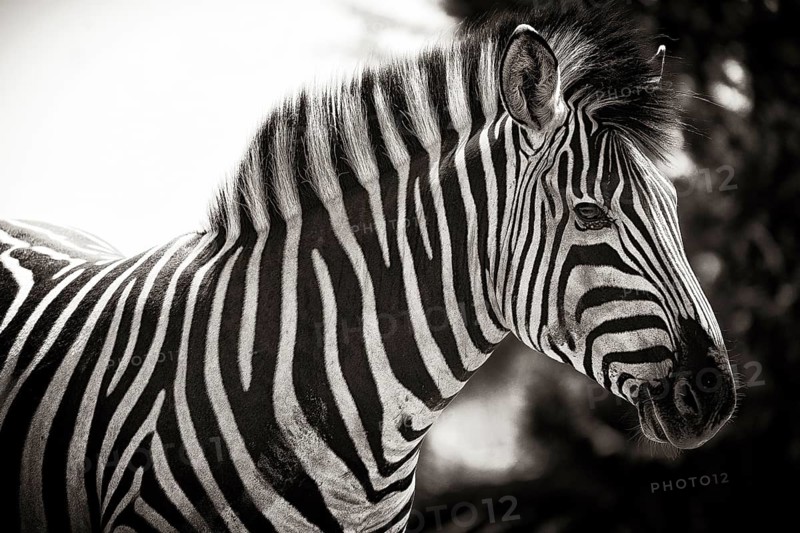 Plains zebra (Equus quagga), wild, free living, safari, ungulate, animal, black and white, b/w, monochrome, stripes, striped, pattern, individual, national park, Namibia, Africa