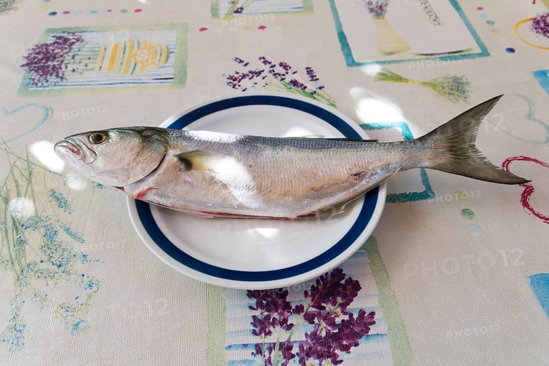 Bluefish, fish, Rovinj, Istria, Croatia, Europe