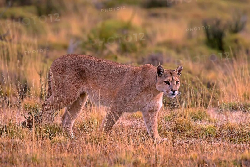 Cougar (Felis concolor patagonica) wbl. Torres del Paine NP, Chile, Torres del Paine NP, South America