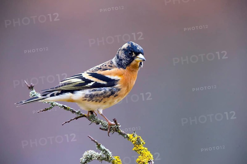 Mountain Finch, Frigilla montifrigilla, songbird, perch, lateral, Bavaria, Bavaria, Federal Republic of Germany