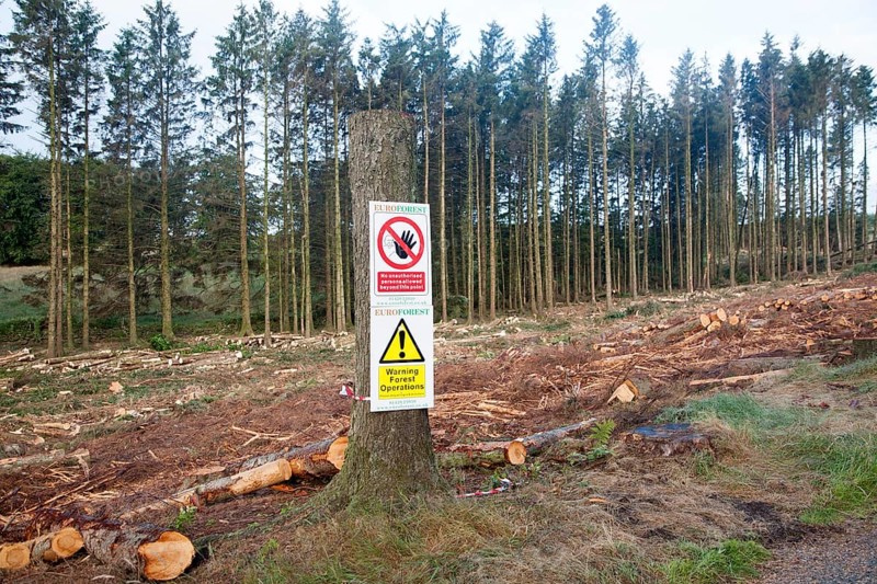 Tree felling forestry operations in Dartmoor national park, Bellever forest, Postbridge, Devon, England, United Kingdom, Europe