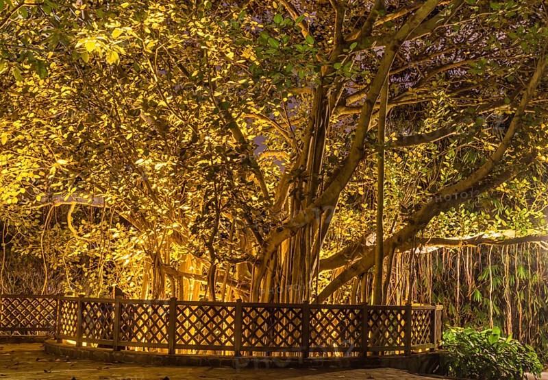 Decorative night lighting on a large tree in botany garden
