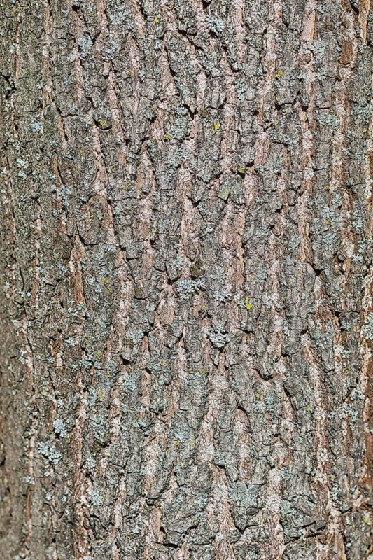 Brown bark texture of pine tree