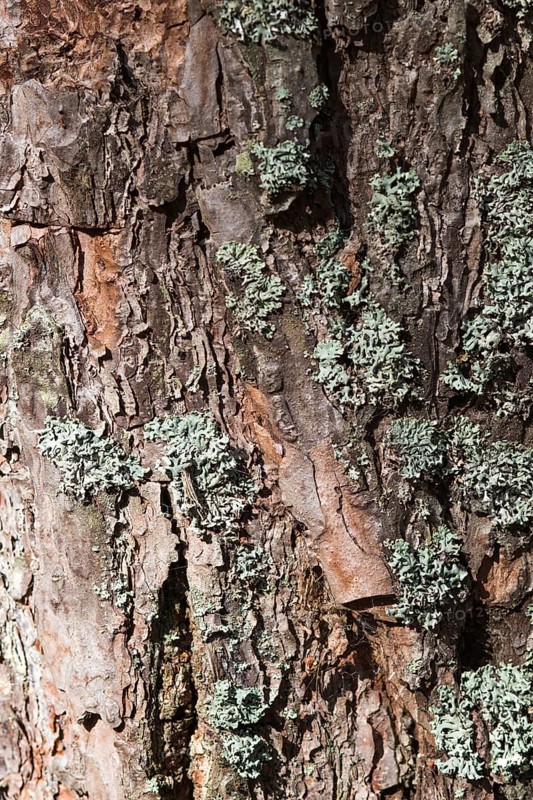 Texture of pine tree bark with lichens