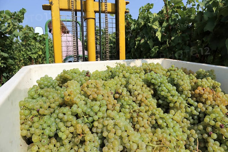 Grape grape harvest: Manual harvest of Chardonnay grapes in a vineyard in the Palatinate