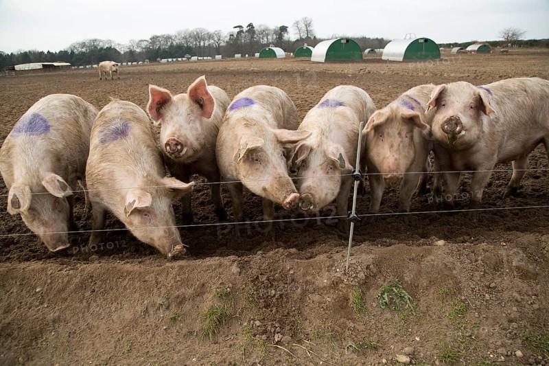 Free range pig farming pork production Shottisham, Suffolk, England, UK