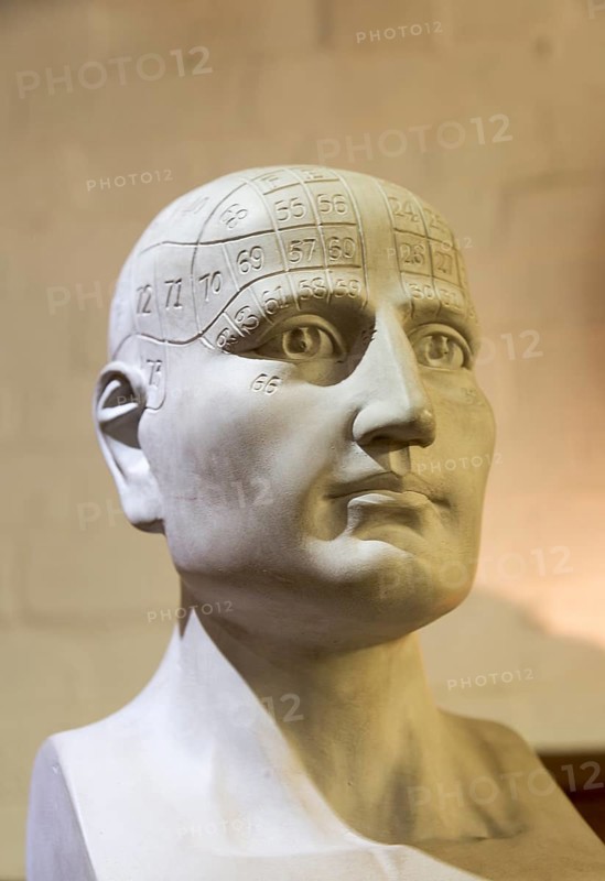 Human model head with numbers related to phrenology, inside antiques centre, Marlesford Mill, Suffolk, England, UK