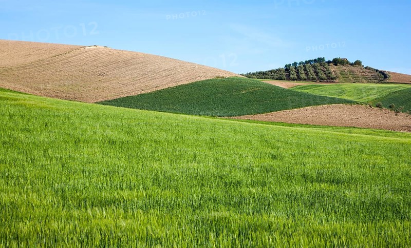 Rolling arable fields green barley crop near Alhama de Granada, Spain, Europe