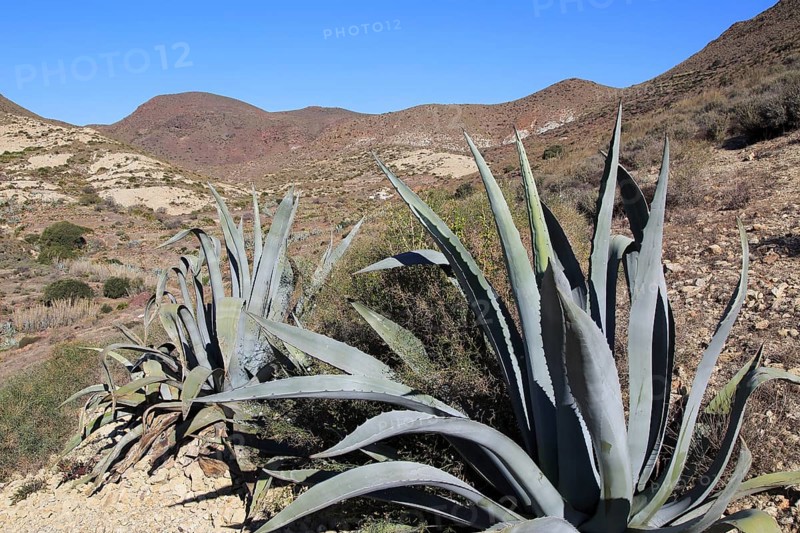 (Agave americana) cactus plant planted in Cabo de Gata natural park, Almeria, Spain, Europe
