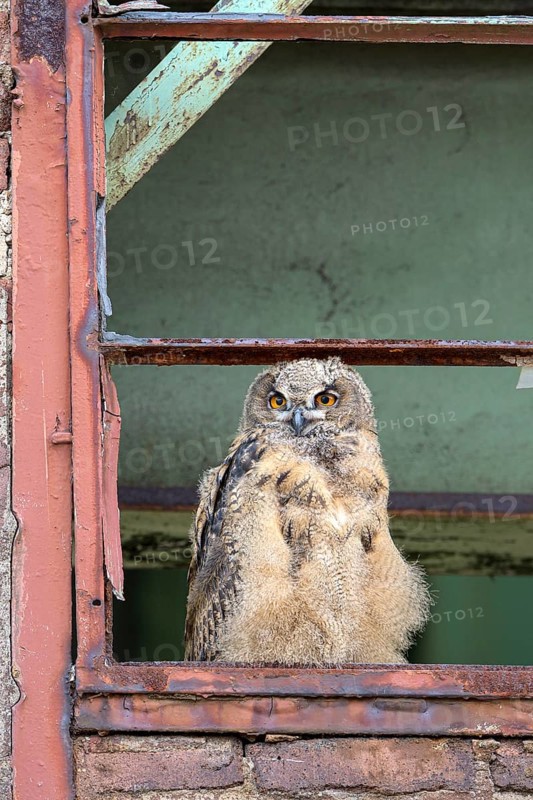 Eurasian eagle-owl (Bubo bubo), fledged young bird, in an old window frame, industrial building, Ewald colliery, Herten, Ruhr area, North Rhine-Westphalia, Germany, Europe