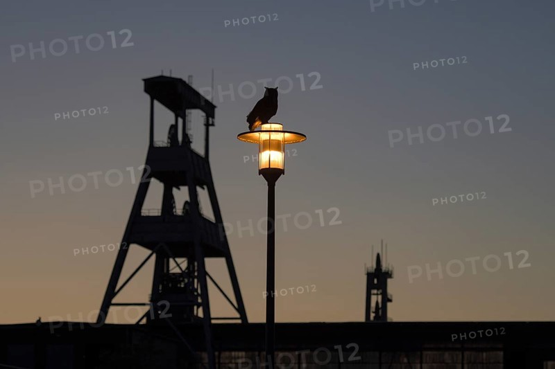 Eurasian eagle-owl (Bubo bubo), adult male, sitting on a lantern, in the background the winding towers of the Ewald colliery, at dusk, Herten, Ruhr area, North Rhine-Westphalia, Germany, Europe