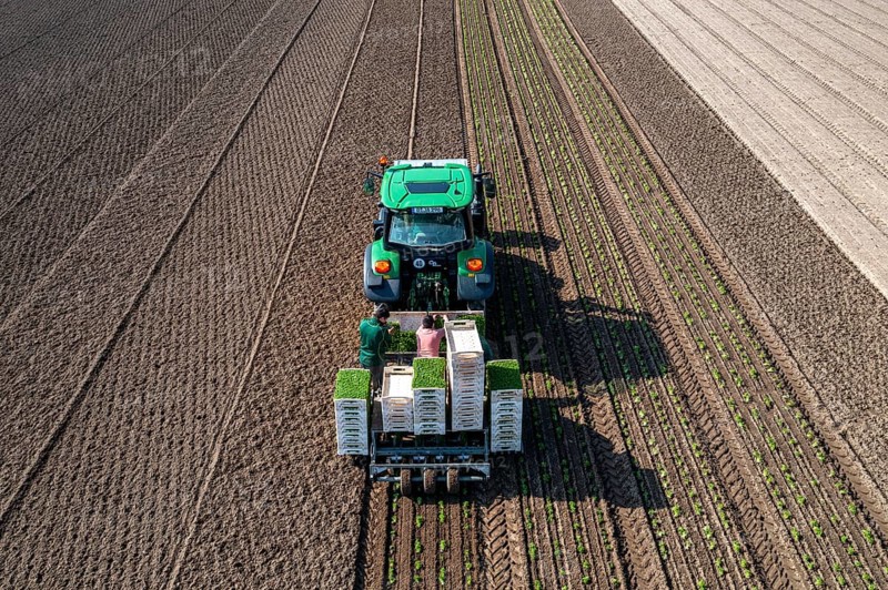 Agriculture, herb gardening, parsley is planted in rows in a field with a planting machine