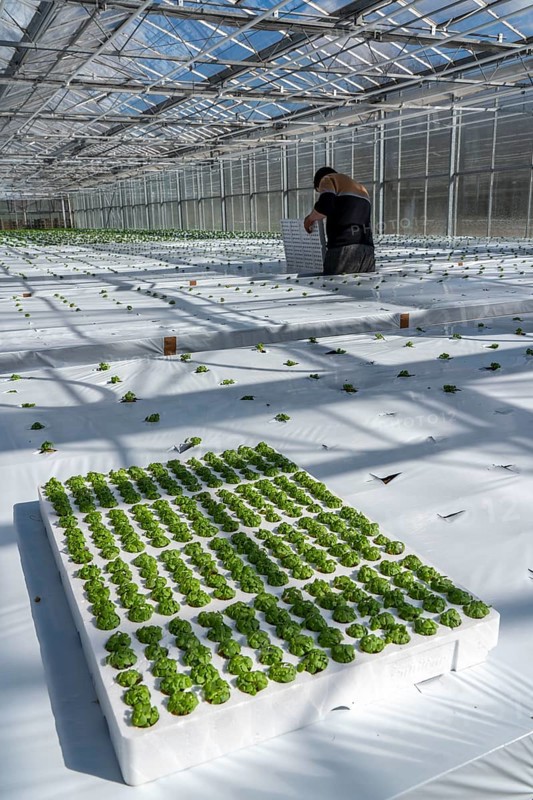 Agriculture, herb gardening, basil young plants, in pressed pots, with growing soil and nutrients, are planted in beds in a greenhouse