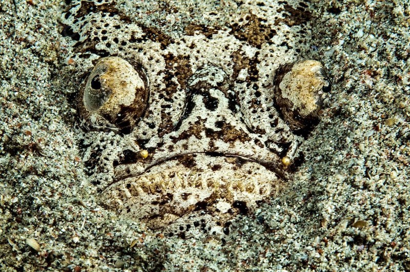 Skygazer (Uranoscopus scaber) lies buried half-buried in sand on the seabed lurking for prey, Pacific Ocean, Philippine Sea, Philippines, Asia