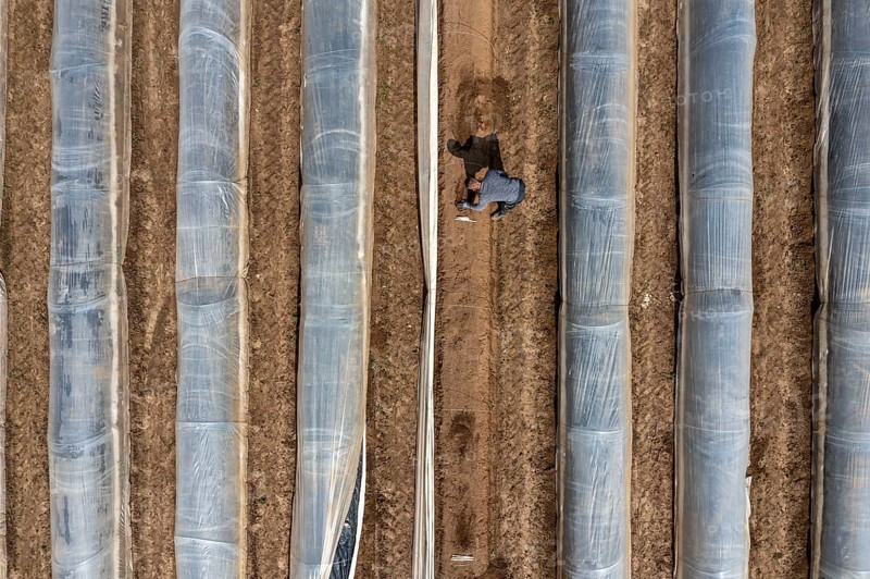 Asparagus harvest in the Rhineland, asparagus pickers at work in an asparagus field covered with plastic sheeting to allow the asparagus to grow better in the cold spring, Dormagen-Broich, North Rhine-Westphalia, Germany, Europe