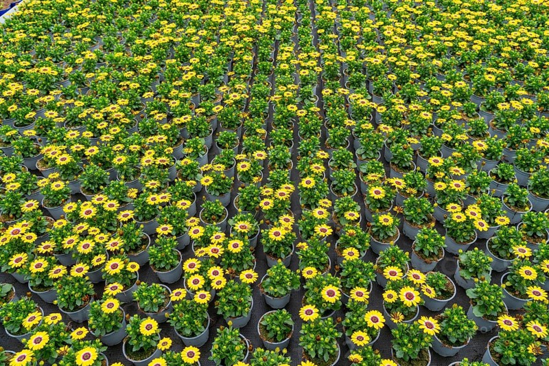 Horticultural business, greenhouse, flower pots with Kapmargerites, Osteospermum, grow up, Straelen, North Rhine-Westphalia, Germany, Europe