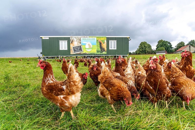 Chickens in a meadow, mobile housing, free-range chickens, free-range eggs, north of Warstein-Allagen, North Rhine-Westphalia, Germany, Europe