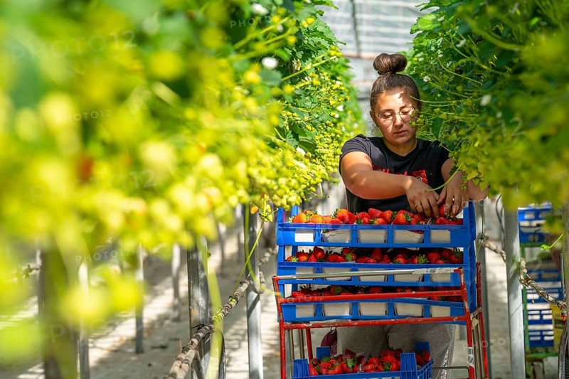 Harvesting strawberries, harvest helper, strawberry cultivation in the greenhouse, young strawberry plants grow up, in different stages of ripeness are watered individually by drip irrigation and supplied with nutrients, they grow in a substrate culture in raised beds, near Dormagen, Rhineland, North Rhine-Westphalia, Germany, Europe