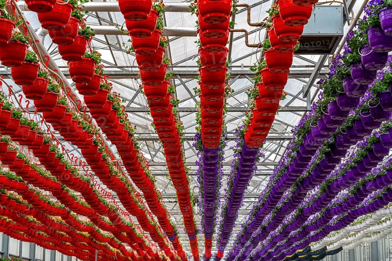 Horticultural business, flower pots, so-called petunia ampel, grow in a greenhouse, under the glass roof, until they have the right growth stage for retail, each pot is watered individually, by drip irrigation, Straelen, North Rhine-Westphalia, Germany, Europe