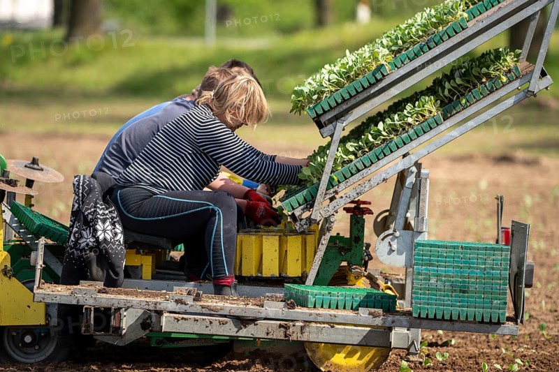Cabbage, Kappes, is planted in a field, labourers put the young plants, with a bale of substrate, into the planting machine, pulled by a tractor North Rhine-Westphalia, Germany, Europe