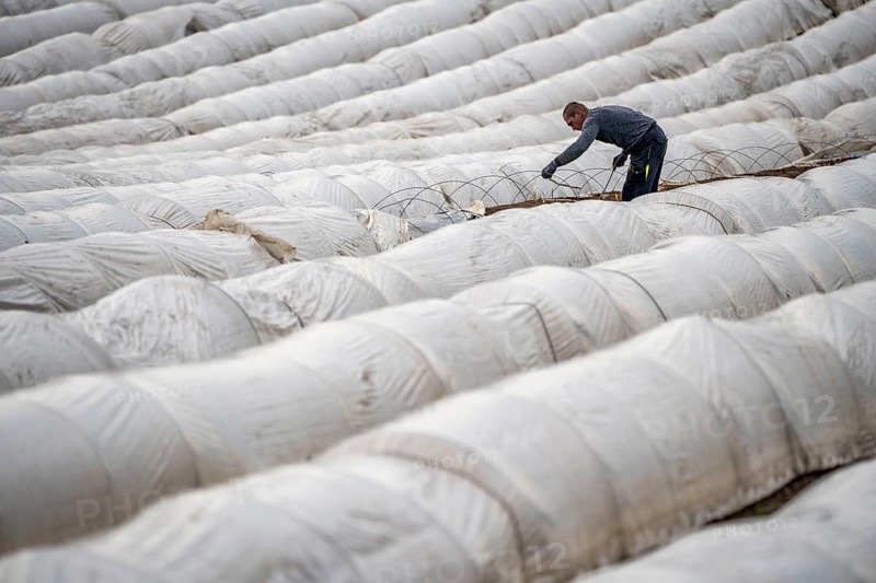 Asparagus harvest in the Rhineland, asparagus pickers at work in an asparagus field covered with plastic sheeting to allow the asparagus to grow better in the cold spring, Dormagen-Broich, North Rhine-Westphalia, Germany, Europe