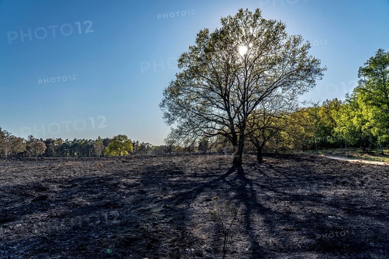 Consequences of a forest fire in the German-Dutch border region near Niederkrüchten-Elmpt, in the nature reserve De Meinweg, Netherlands