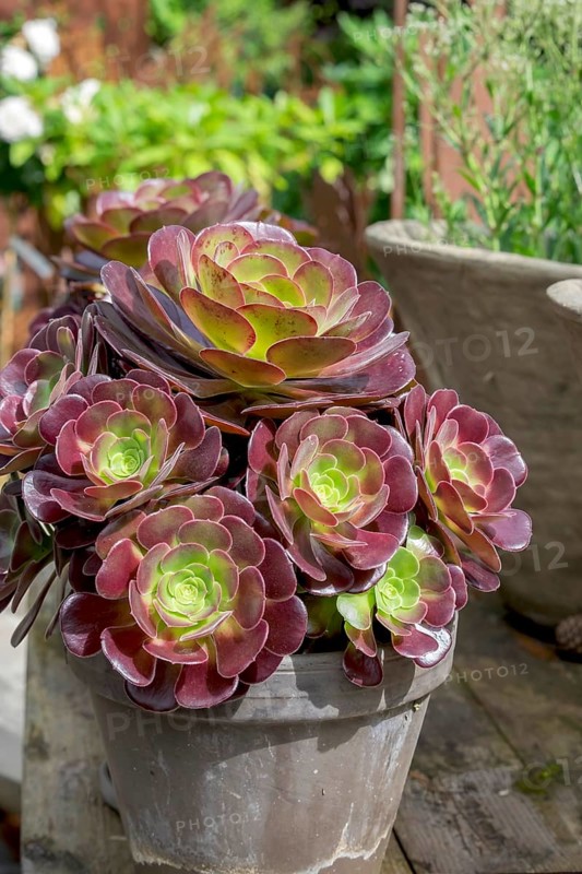 Aeonium arboreum Purple Rose, North Rhine-Westphalia, Germany, Europe