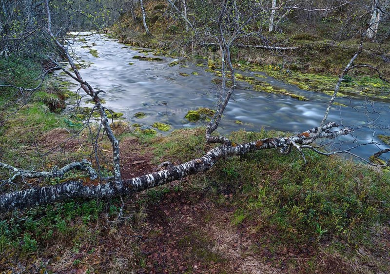 Hill stream, among Hairy Birch (Betula pubescens) woodland, May, Finnish Lapland