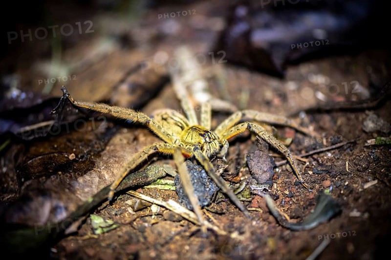 Getazi comb spider or Getazi banana spider (Cupiennius tazi), on the forest floor at night, at night in the tropical rainforest, Refugio Nacional de Vida Silvestre Mixto Bosque Alegre, Alajuela province, Costa Rica, Central America