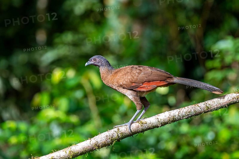 Grey-headed guan (ortalis cinereiceps), bird sitting on a branch, Heredia province, Costa Rica, Central America