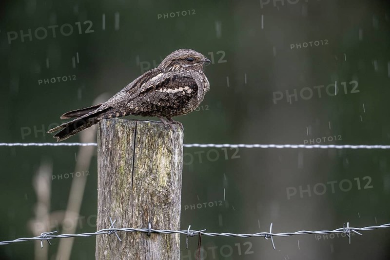 Nightjar, nightjar (Caprimulgus europaeus) sitting on a pasture fence, Emsland, Lower Saxony, Germany, Europe