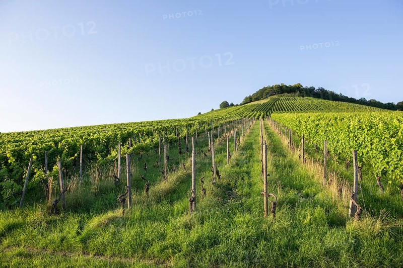 Vineyard at Korber Kopf is grubbed up due to uneconomical conditions, low yield, age, diseases, grubbing up, Korb im Remstal, Baden-Württemberg, Germany, Europe