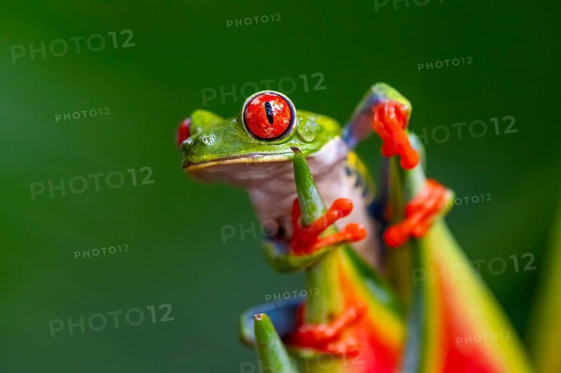 Red-eyed tree frog (Agalychnis callidryas), sitting on the blossom of a false bird-of-paradise (Heliconia), Heredia province, Costa Rica, Central America