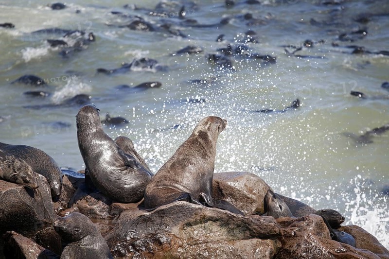 Brown fur seals (Arctocephalus pusillus) sitting on rock in seal colony near Atlantic Ocean at the Cape Cross Seal Reserve, Namibia, South Africa, Africa