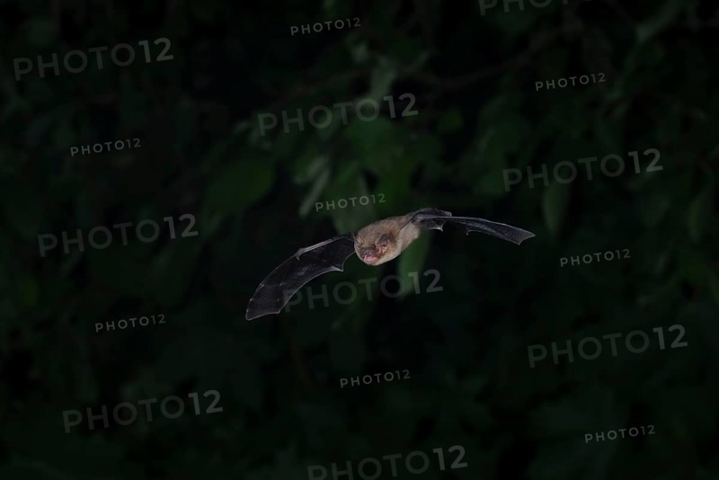 Common pipistrelle (Pipistrellus pipistrellus) hunting insects in front of deciduous forest, Brandenburg, Germany, Europe