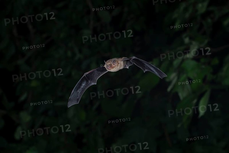 Common pipistrelle (Pipistrellus pipistrellus) hunting insects in front of deciduous forest, Brandenburg, Germany, Europe