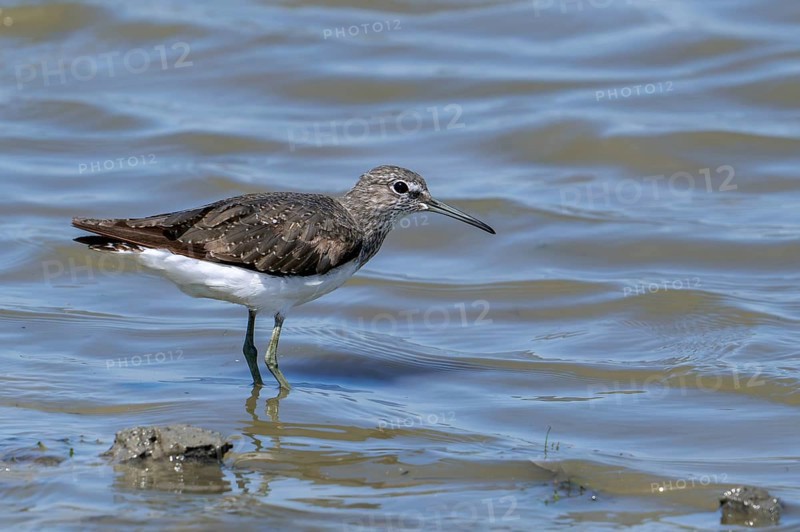 Green sandpiper (Tringa ochropus) foraging for small invertebrates in shallow water along muddy pond shore in wetland in summer