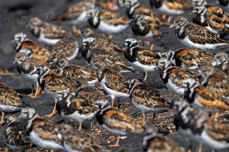 Flock of ruddy turnstones (Arenaria interpres) in breeding plumage resting on stone breakwater used as high tide refuge during high water in summer